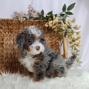 micro mini bernedoodle
