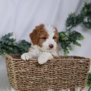 micro mini bernedoodle for sale