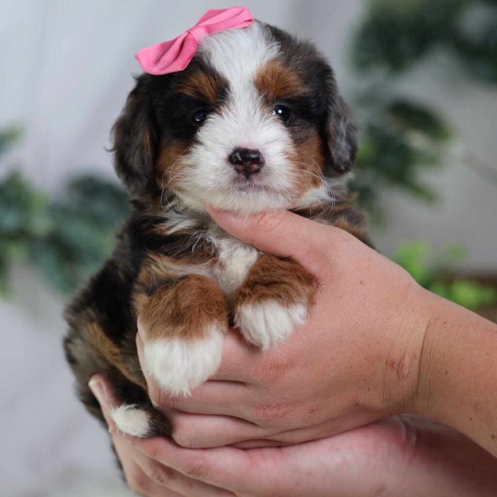 micro mini bernedoodles