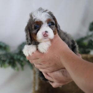micro mini bernedoodles