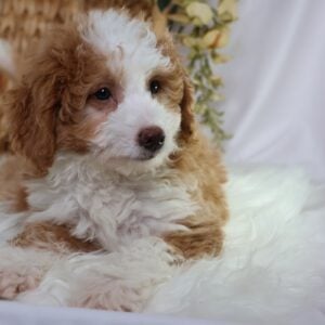 micro mini bernedoodles