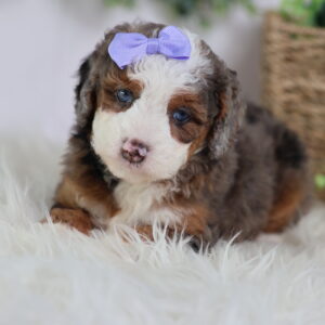 teacup mini bernedoodle