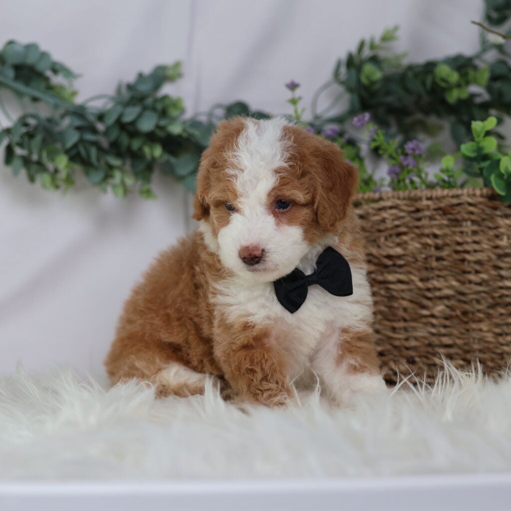 teacup mini bernedoodle