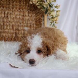teacup mini bernedoodle