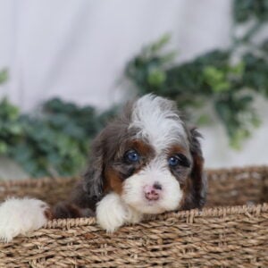 toy bernedoodle
