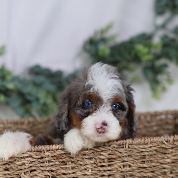 toy bernedoodle