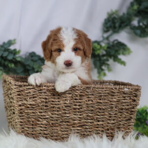 toy bernedoodle for sale