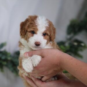 toy bernedoodles