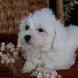 mini shichon puppy