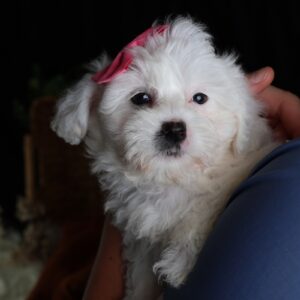 mini zuchon