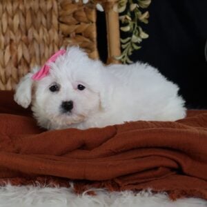 mini zuchon puppies
