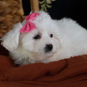 mini zuchon puppy