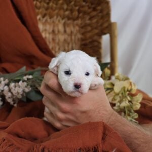 shichon puppies