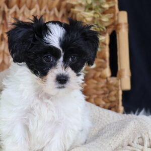 shichon puppies