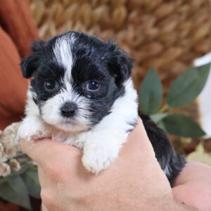 shichon puppies for sale