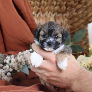 shichon puppies for sale