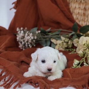 shichon puppies for sale