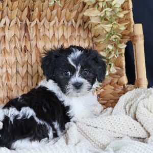 shichon puppies near me