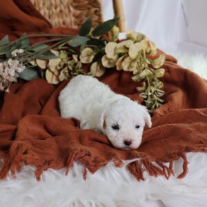 shichon zuchon puppies for sale