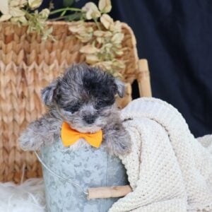 shichon zuchon puppies for sale