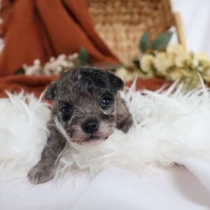 teacup teddy bear dog
