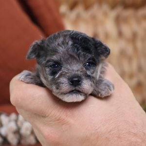teacup teddy bear puppies