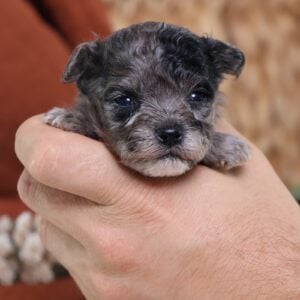teacup teddy bear puppies for sale