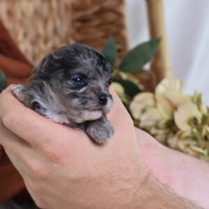 teacup teddy bear puppies for sale near me
