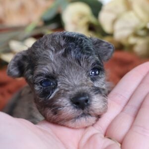 teacup teddy bear puppy