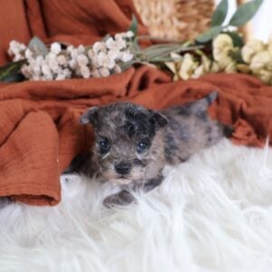 teddy bear puppies