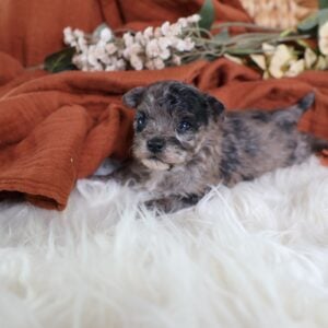 teddy bear puppies for sale