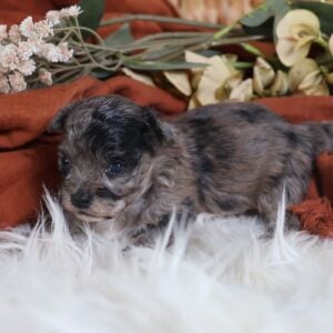 teddy bear teacup puppies