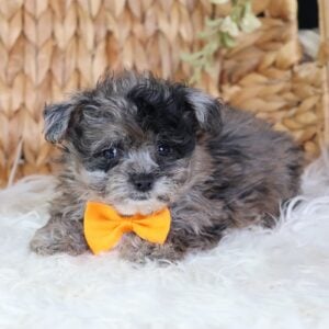 teddy bear zuchon