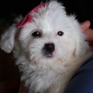 zuchon mini puppy
