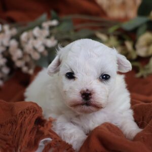 zuchon puppy breeders