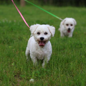 Bichon Adult Amy