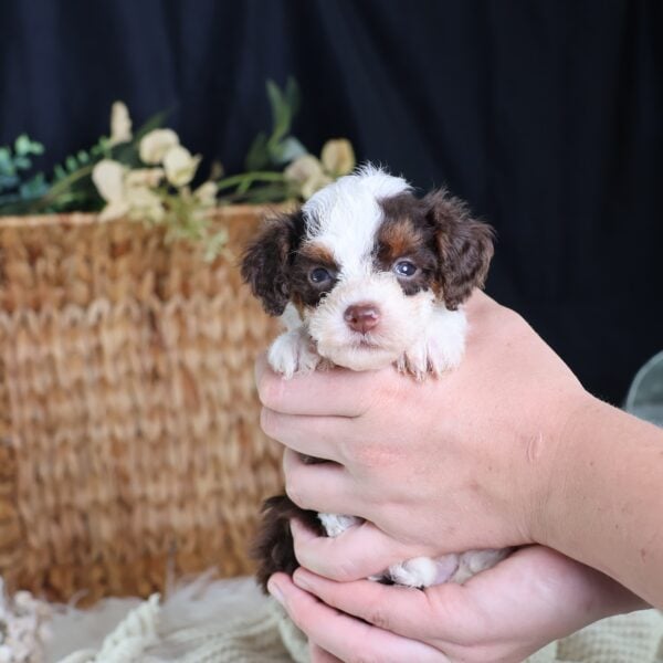 bernedoodle micro