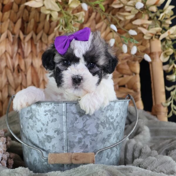 buy shichon puppies