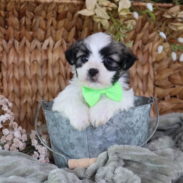 buy shichon puppies