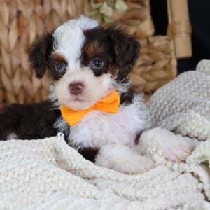 micro bernedoodle puppies