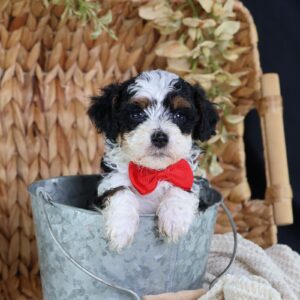 micro bernedoodle puppies for sale