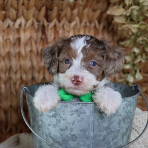 micro bernedoodles for sale