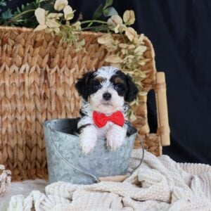 micro bernedoodles for sale near me