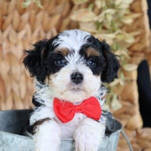 micro bernedoodles near me