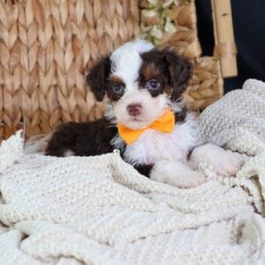 micro mini bernedoodles