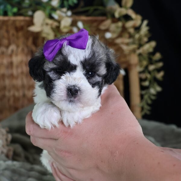 shichon poo puppies for sale