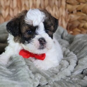 shichon poo puppies for sale