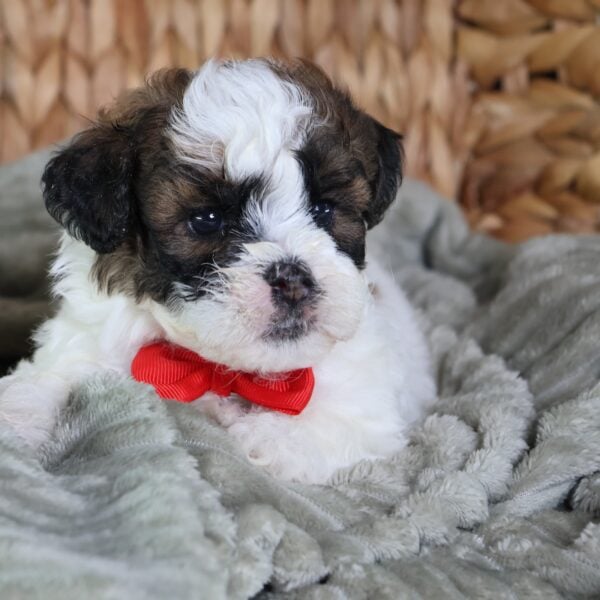 shichon poo puppies for sale
