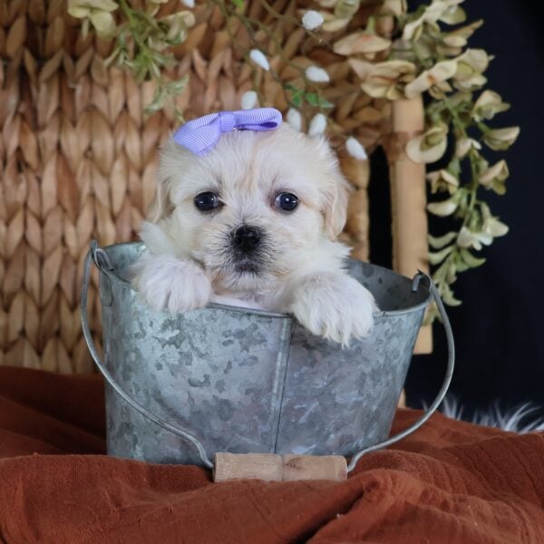 shichon poo puppies for sale