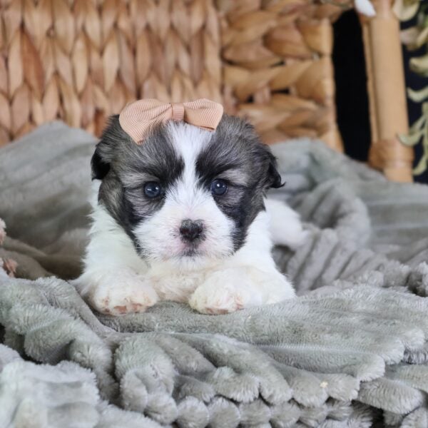 shichon puppies